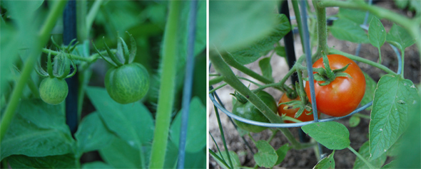 20090727---Tomatoes-I.jpg